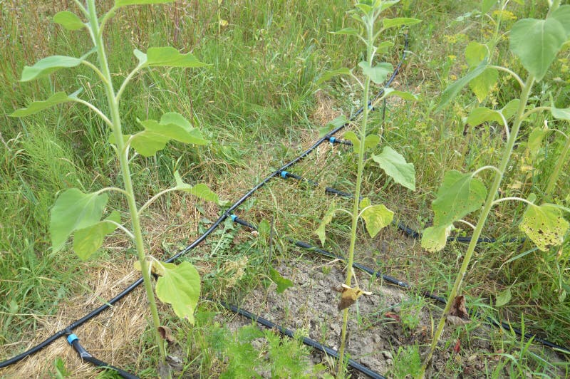 Drip Irrigation System for the Garden and Vegetable Garden in the