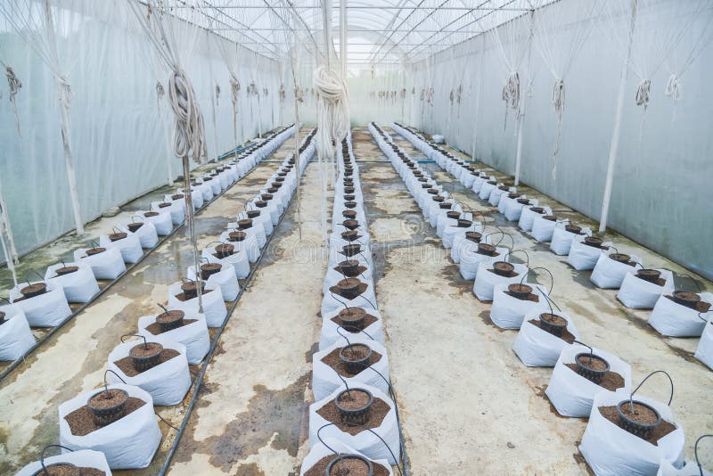 Drip irrigation system stock image. Image of coco, organic 151876789