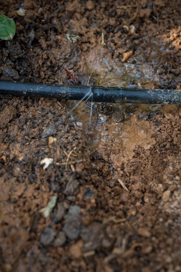 Drip irrigation stock photo. Image of soil, irrigation 248513552