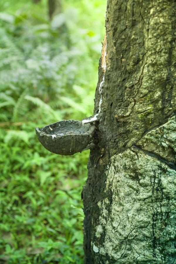 A Drip Pan on a Rubber Tree Stock Photo Image of milk, produce 31454346
