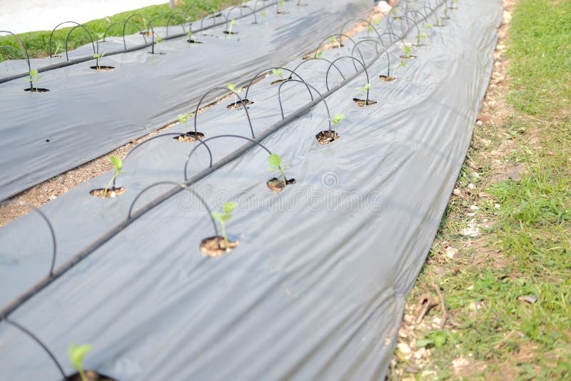 Drip Water Irrigation System with Rose Plant Growing in Greenhouse