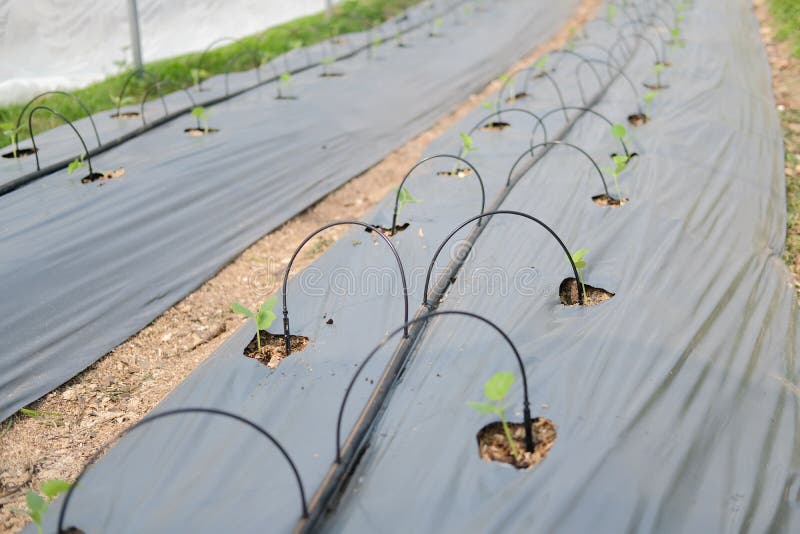 Drip Water Irrigation System with Rose Plant Growing in Greenhouse