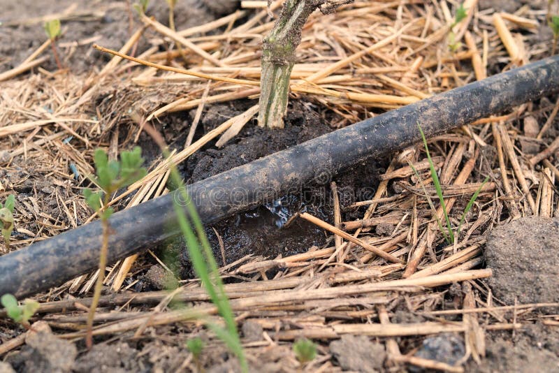 drip-watering-of-the-plant-water-drips-onto-the-drip-irrigation-system