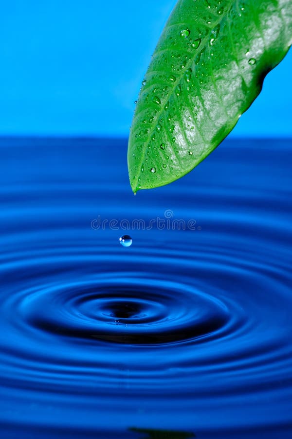 Dripping Drops Water from Green Leaf into the Water Stock Image Image of vertical, environment