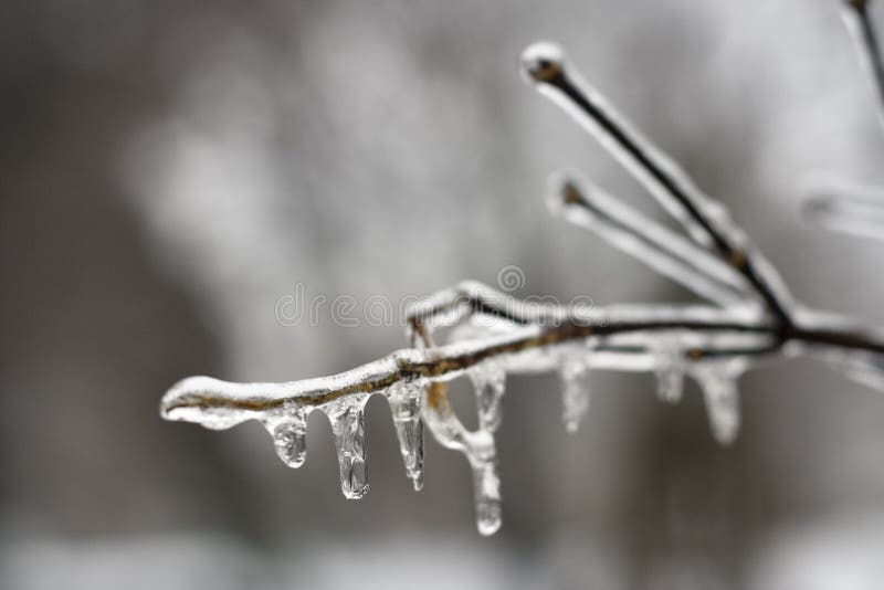 Dripping Ice stock photo. Image of bare, dripping, cold 37884508