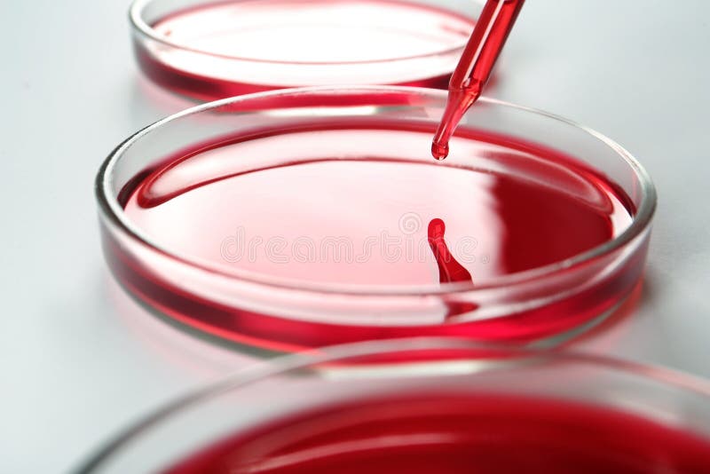 Liquid and Petri Dish in a Laboratory Stock Image Image of sience