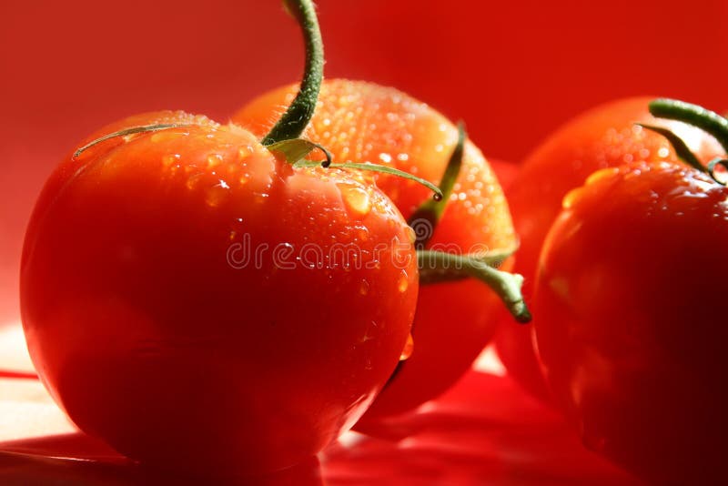 Dripping red tomatoes. Rain-dripped red fresh tomatoes over red stock photo
