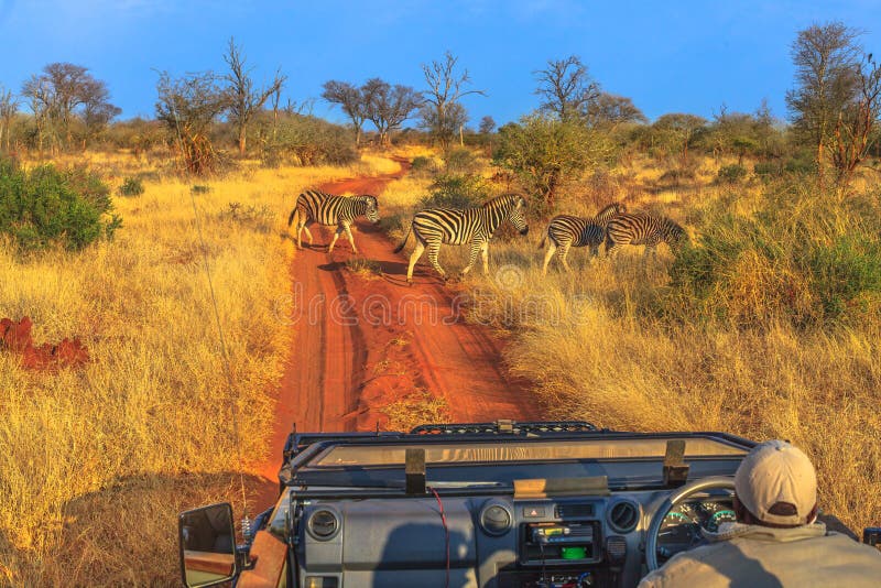 Drive παιχνιδιών Zebras στοκ φωτογραφίες με δικαίωμα ελεύθερης χρήσης Drive παιχνιδιών Zebras στοκ φωτογραφίες με δικαίωμα ελεύθερης χρήσης