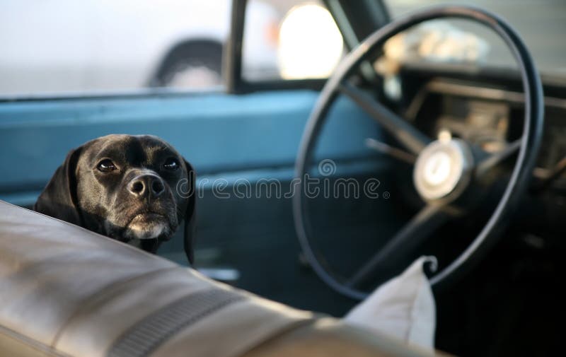 Driver canino fotografia stock libera da diritti Driver canino fotografia stock libera da diritti