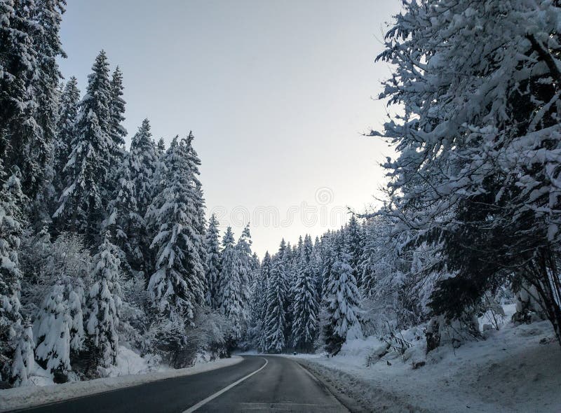 Driving on an empty concrete road street in the forest nature next to evergreen trees covered in snow during cold cozy winter holiday season day