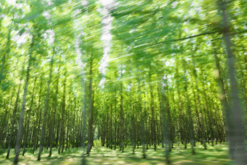 Driving by the green forest in motion blur