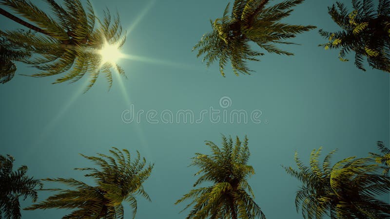 Driving through palm tree alley