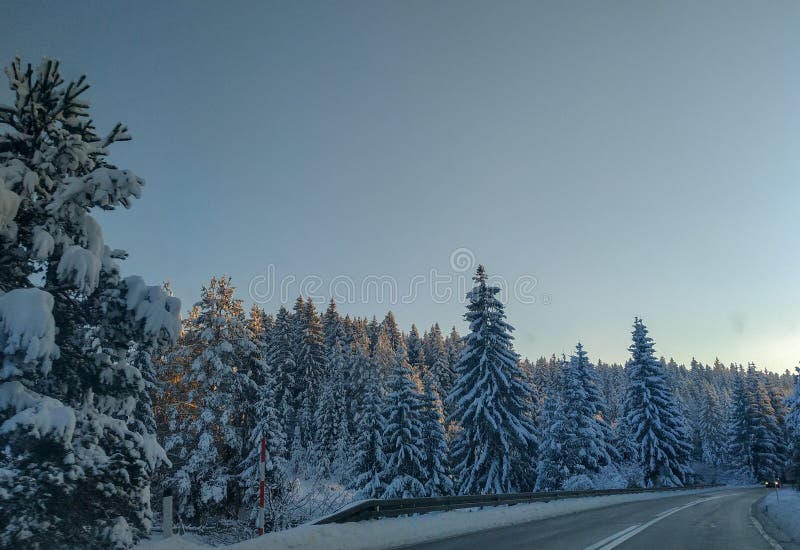 Driving on a road during winter holiday season in the forest nature evergreen trees covered in snow and blue sky above royalty free stock photo Driving on a road during winter holiday season in the forest nature evergreen trees covered in snow and blue sky above royalty free stock photo