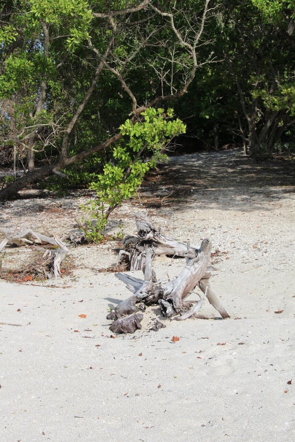 Drivved på en Florida strand arkivbild Drivved på en Florida strand arkivbild