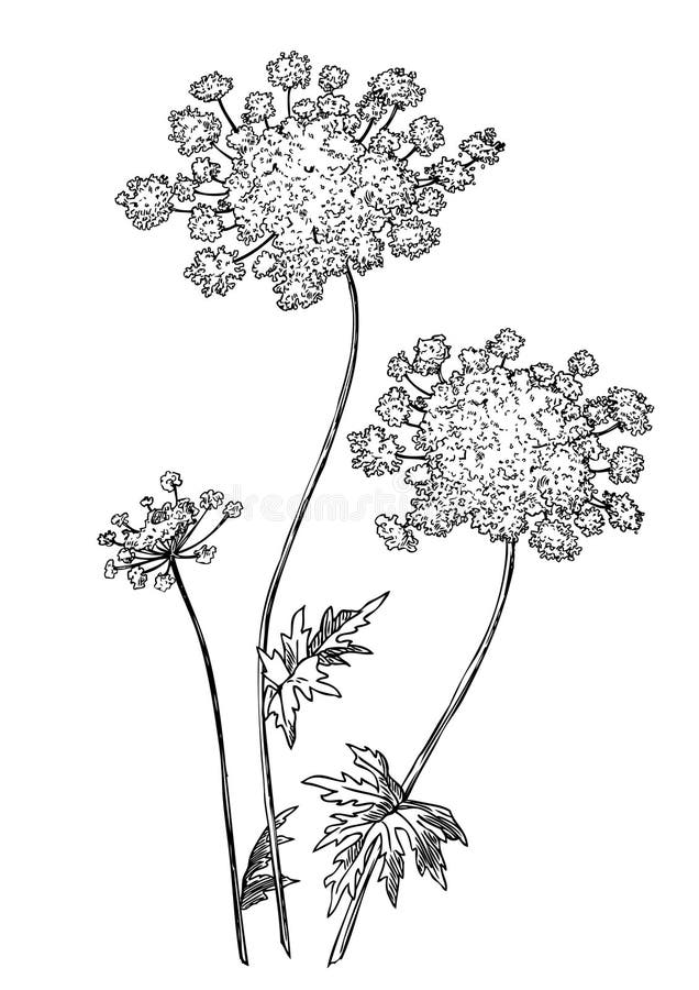 Drodrottannes lace blomma