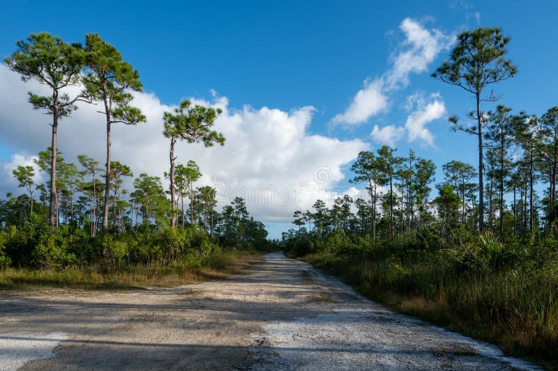 Droga gruntowa prowadząca do jeziora sosnowego w parku narodowym everglades. zdjęcia royalty free