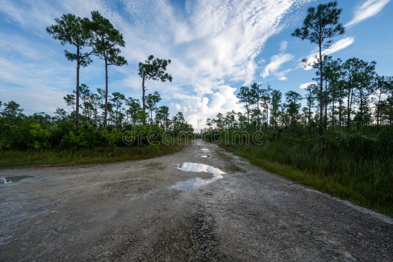 Droga jeziorna sosna glades w parku narodowym everglades fotografia stock