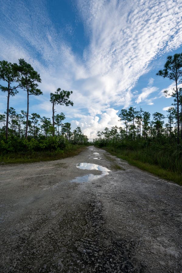 Droga jeziorna sosna glades w parku narodowym everglades fotografia stock