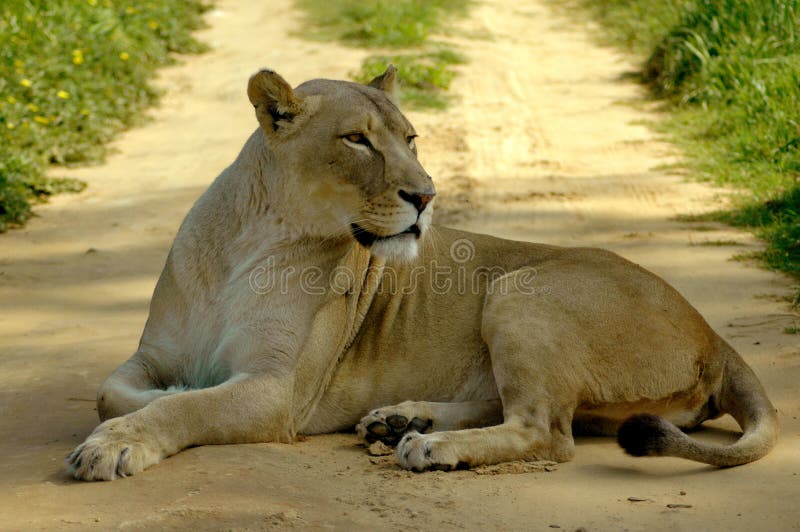 A big full body of a wild African lioness resting and watching other wildlife by lying on the road of a game park in South Africa. A big full body of a wild African lioness resting and watching other wildlife by lying on the road of a game park in South Africa