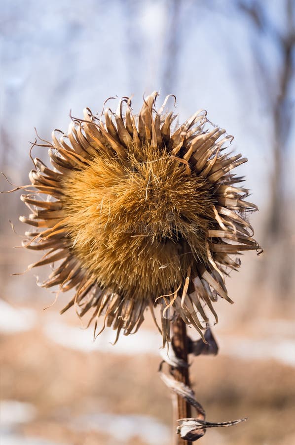 Droge agrimony in een de winterbos royalty-vrije stock afbeelding Droge agrimony in een de winterbos royalty-vrije stock afbeelding