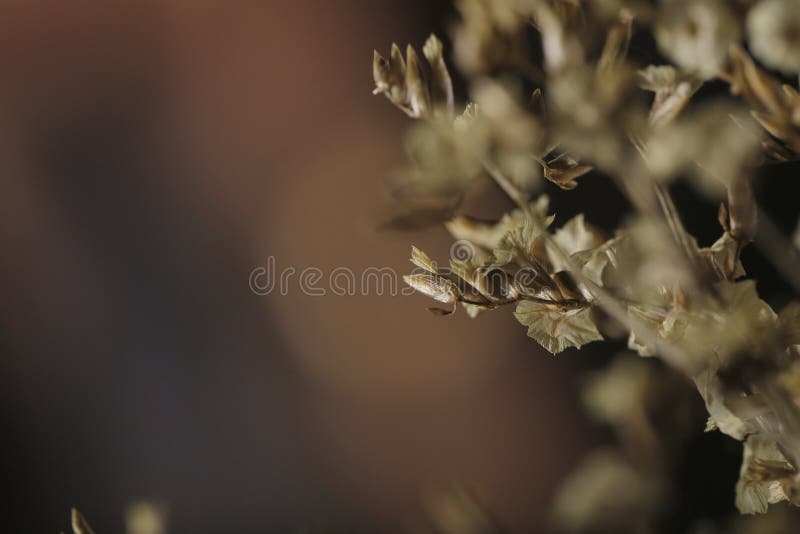 Droge bloemen stock afbeelding Droge bloemen stock afbeelding