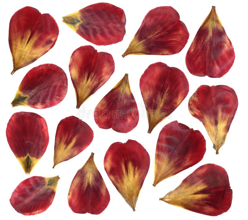 Droge en gedrukte bloemblaadjes van tulpenbloem Geïsoleerdj op witte achtergrond stock foto's Droge en gedrukte bloemblaadjes van tulpenbloem Geïsoleerdj op witte achtergrond stock foto's