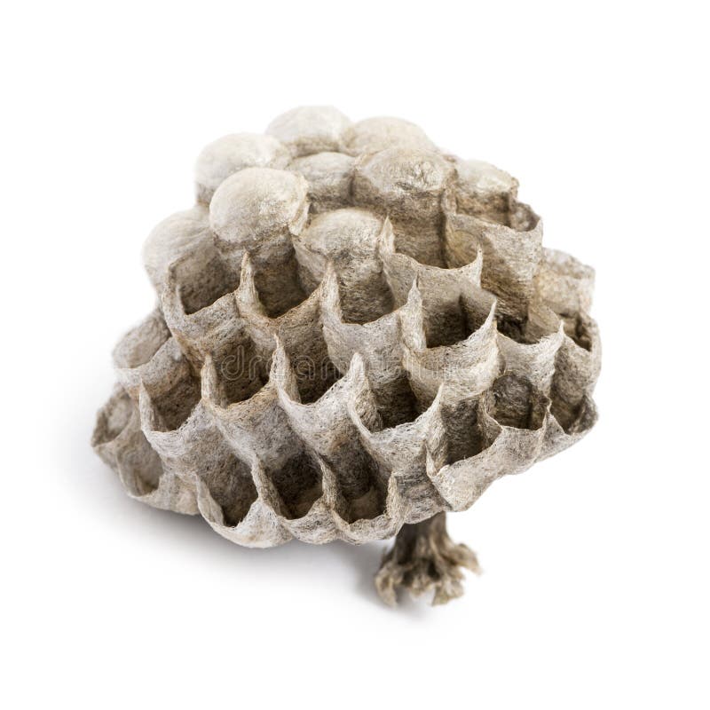 Droge geïsoleerd vespiary, stock afbeelding Droge geïsoleerd vespiary, stock afbeelding