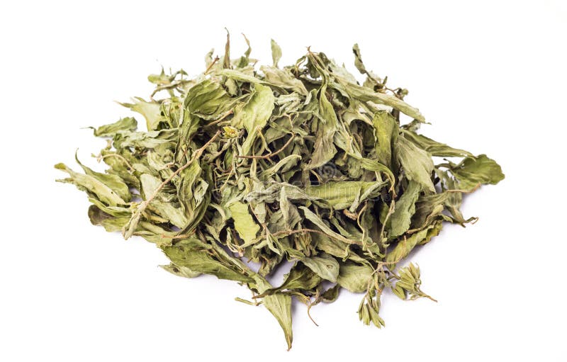 Droge Steviarebaudiana Bertoni Stock Afbeelding Image of calorie, groen 66938629