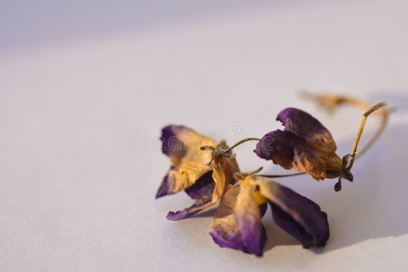 Droge violette bloemen op witte achtergrond, close-up stock fotografie Droge violette bloemen op witte achtergrond, close-up stock fotografie