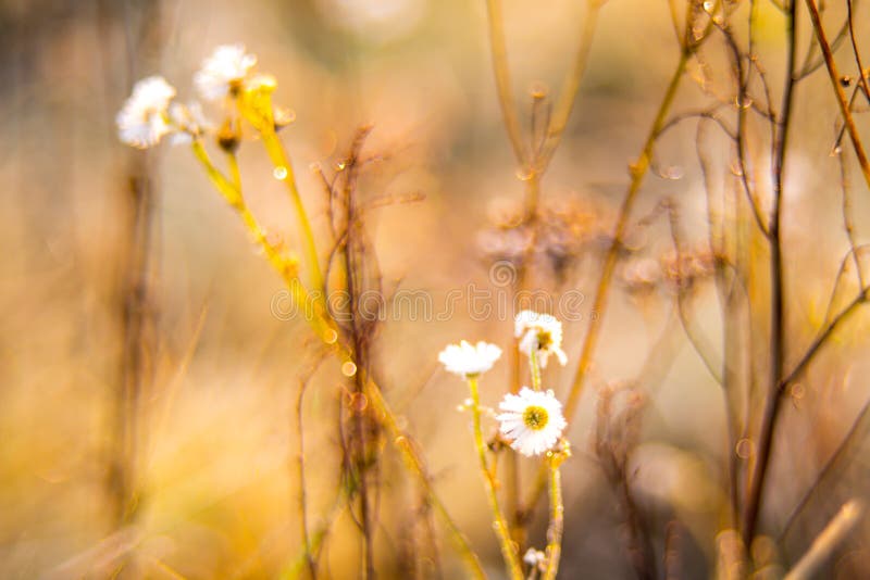 Drogen de kamille wilde bloemen in daling weide stock foto's Drogen de kamille wilde bloemen in daling weide stock foto's