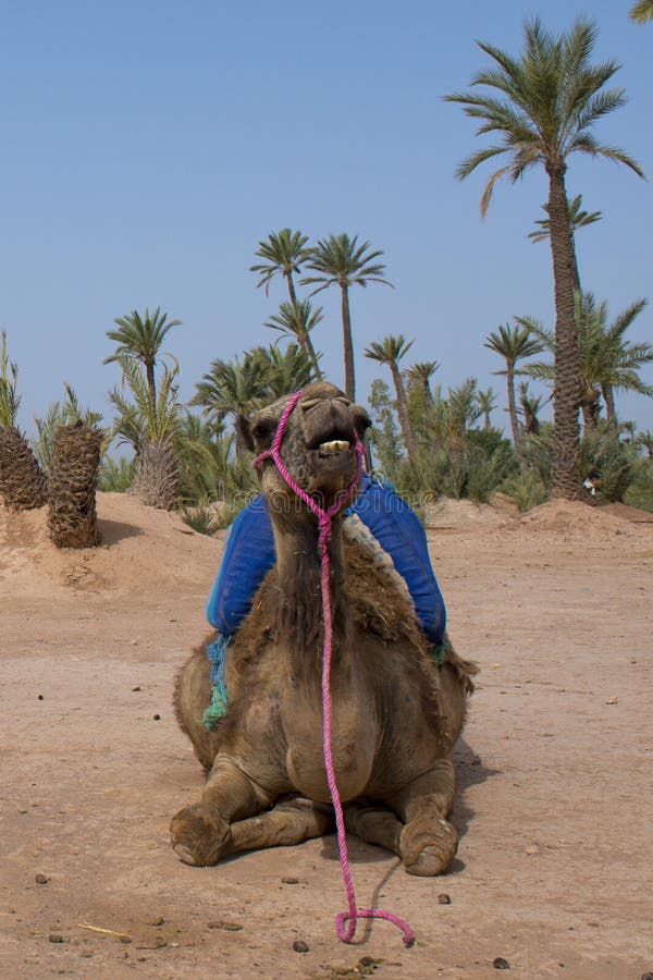 Dromedar Camel sitting near Bedouin Oasis