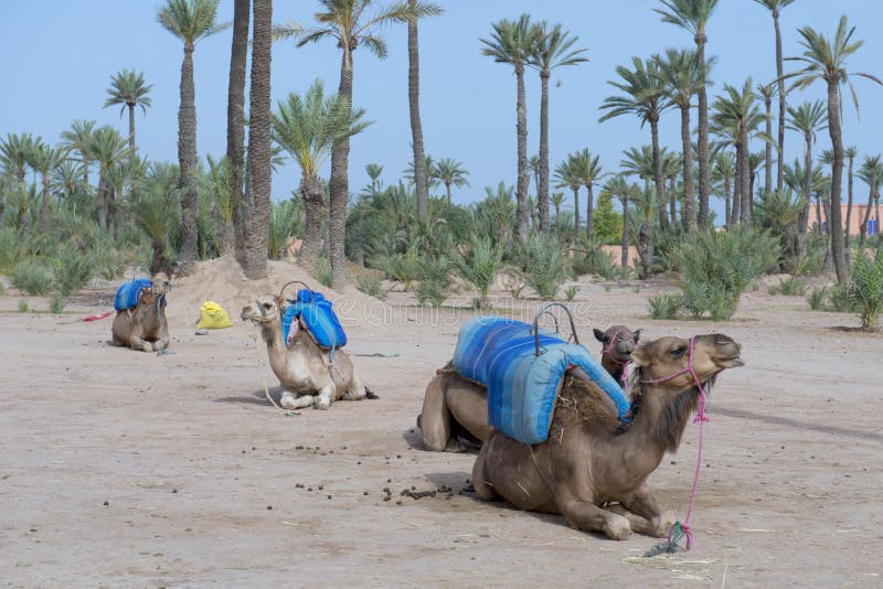 Dromedar Camels near Bedouin Oasis