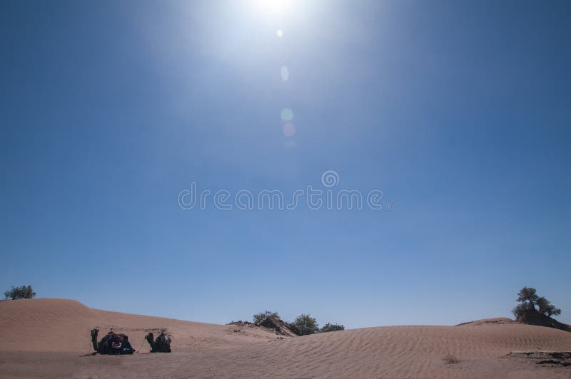 Dromedaries που βάζει κάτω από τον ήλιο ερήμων στοκ φωτογραφίες Dromedaries που βάζει κάτω από τον ήλιο ερήμων στοκ φωτογραφίες