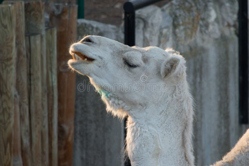 Dromedarius blanco del Camelus del dromedario de la cabeza del dromedario que muestra sus dientes imágenes de archivo libres de regalías Dromedarius blanco del Camelus del dromedario de la cabeza del dromedario que muestra sus dientes imágenes de archivo libres de regalías