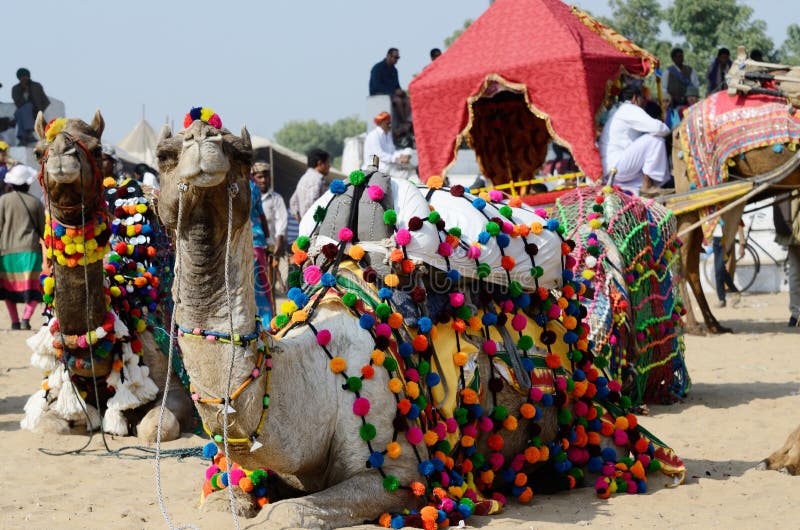 PUSHKAR, INDIA - NOVEMBER 13: beautiful dromedary camels taking part at famous cattle fair in sacred hindu town of