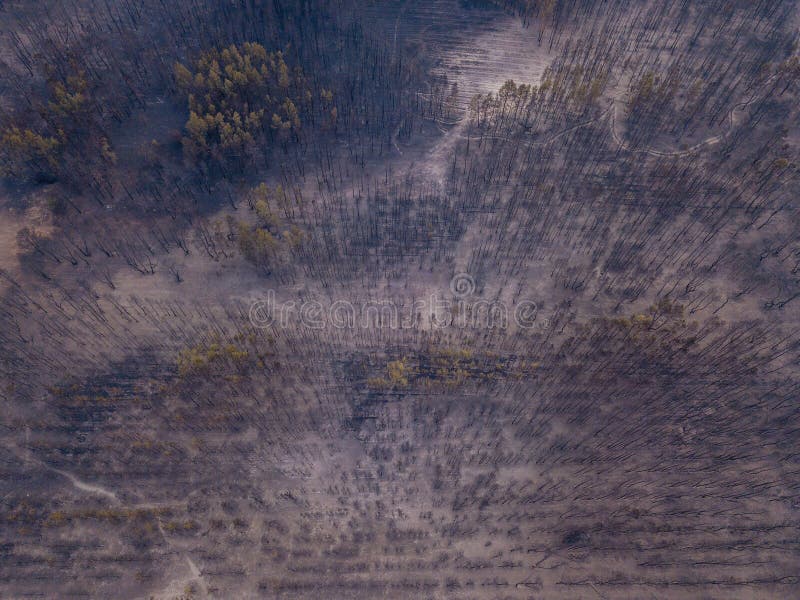 Αποκοπή από drone σε καμένη δασική περιοχή μετά την πυρκαγιά στοκ φωτογραφία με δικαίωμα ελεύθερης χρήσης