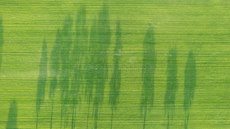 Drone care privesc în jos pe o linie de copaci din lemn și care aruncă o umbră lungă cu culori aprinse în octombrie în ziua însori royalty free stock image