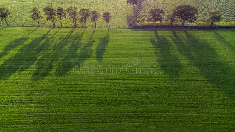 Drone care privesc în jos pe o linie de copaci din lemn și care aruncă o umbră lungă cu culori aprinse în octombrie în ziua însori stock photo