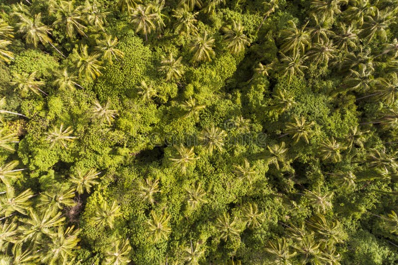 Drone Shot Top Down of Coconut Trees in Rainforest Stock Image Image
