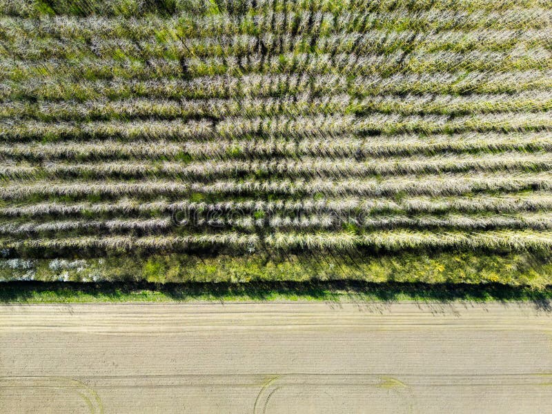 Drone Top Down View of a Regimented Plantation of Trees Shown in