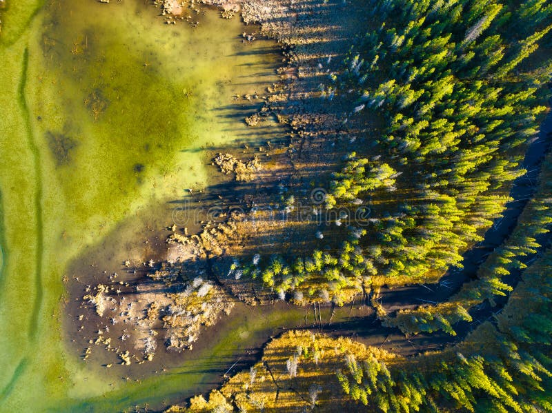 A drone view of the river in the woods. An aerial view of an autumn forest. Winding river among the trees. stock photos