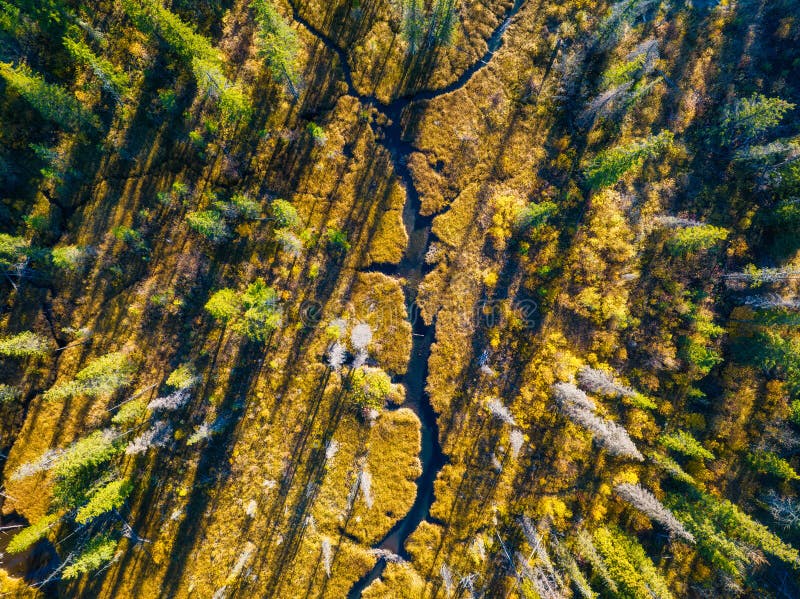 A drone view of the river in the woods. An aerial view of an autumn forest. Winding river among the trees. royalty free stock photography