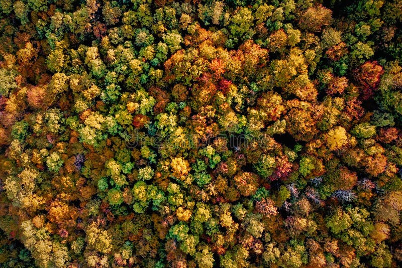 Drones aéreos de serra e campos cobertos por árvores com folhas tingidas no outono que colorem a natureza imagens de stock royalty free