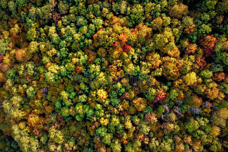 Drones aéreos de serra e campos cobertos por árvores com folhas tingidas no outono que colorem a natureza imagem de stock royalty free