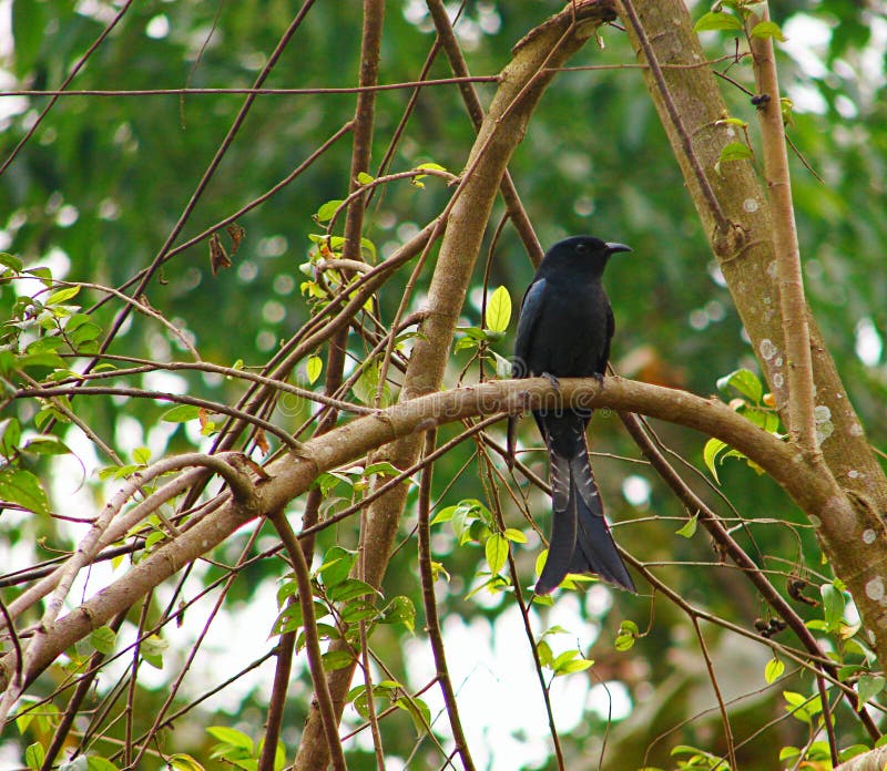 Drongo nero - Dicrurus Macrocercus - uccello che si siede su un ramo di un albero in foresta immagini stock libere da diritti Drongo nero - Dicrurus Macrocercus - uccello che si siede su un ramo di un albero in foresta immagini stock libere da diritti