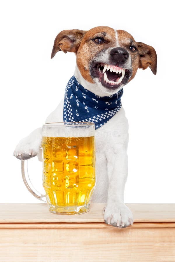 Ontslag Reserve Het hotel Dronken hond met bier stock afbeelding. Image of grap - 25092873