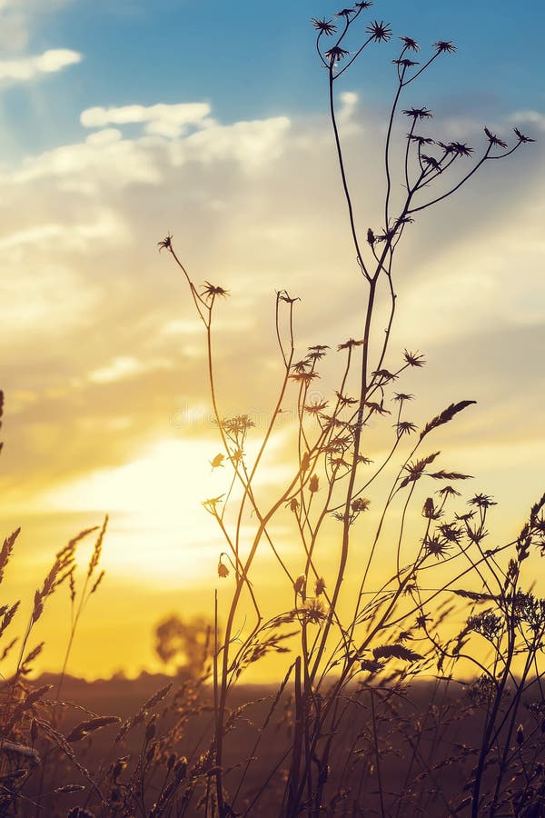 Droog gras en zonsondergang royalty-vrije stock foto