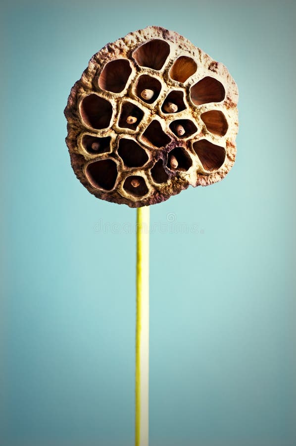 Gedroogde lotuszaadjes royalty-vrije stock afbeelding