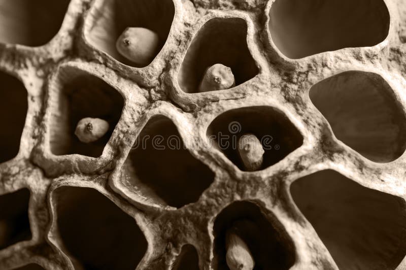 Gedroogd lotuszaad royalty-vrije stock afbeeldingen