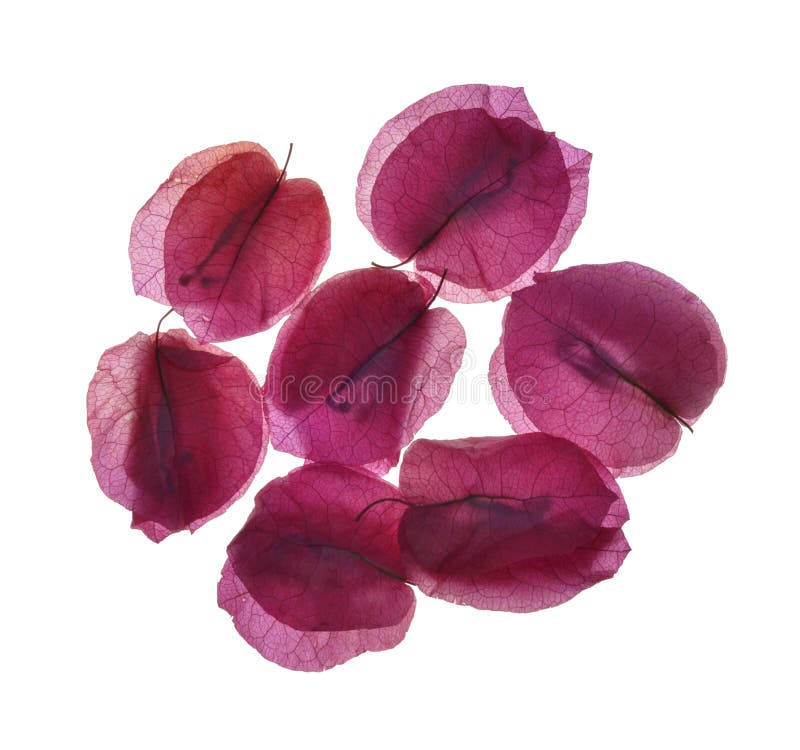 Dried rose petals on white background. Dried rose petals on white background